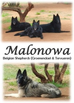 MALONOWA (Belgian Shepherd Tervueren)
