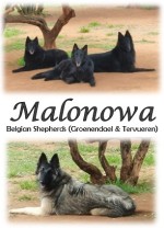 MALONOWA (Belgian Shepherd Groenendael)