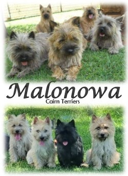 MALONOWA (Cairn Terrier)
