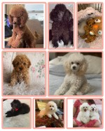 SHARACKI (Poodle Toy)