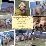 BULLDOG (Mrs L Hattingh)