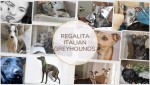 REGALITA (Italian Greyhound)