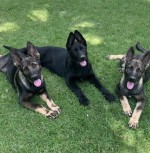 MR. HARRIS (German Shepherd Dog)