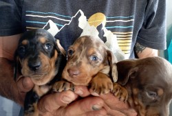 VON SANDFERA (Dachshund Min Smooth)