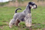 LYNVILLE (Miniature Schnauzer)