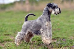 LYNVILLE (Miniature Schnauzer)