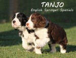 TANJO (English Springer Spaniel)