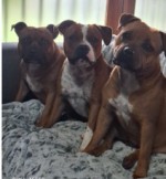 LIMEILLEUR (Staffordshire Bull Terrier)