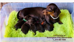 BARKINGHAMELITE (Dachshund Miniature)