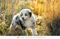 OBT (Australian Shepherd)