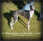 DEBAGEO (Italian Greyhound) DEBAGEO (Italian Greyhound)