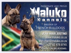 MALUKO (French Bulldog)