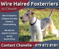 MS.C. PAINTER Fox Terrier (Wire Haired)