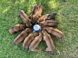 MNUMBUMBA (Rhodesian Ridgeback)