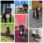 MR. S. MOHAMMED (Staffordshire Bull Terrier)