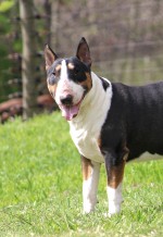 VON JOLO (BULL TERRIER) VON JOLO (BULL TERRIER)