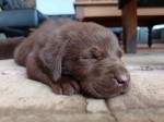 NANDISWA (Retriever Labrador)