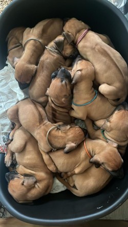 VONIJUBA (Rhodesian Ridgeback)