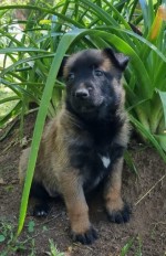 VOM SCHLOSSDERHUNDE (Belgian Shepherd Malinois)